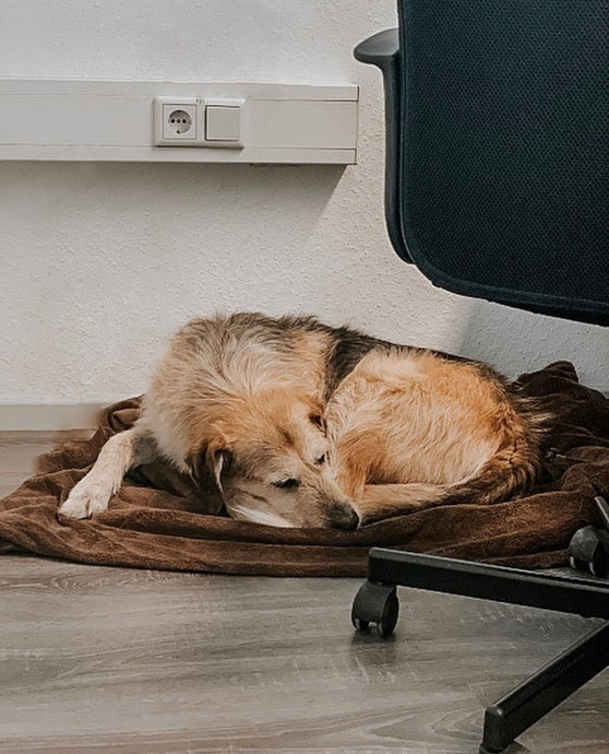 Der Job als Bürohund